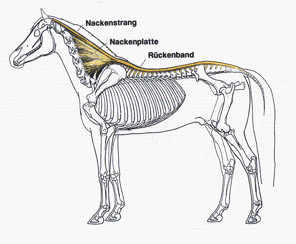 Entzündung Im Rücken Pferd
