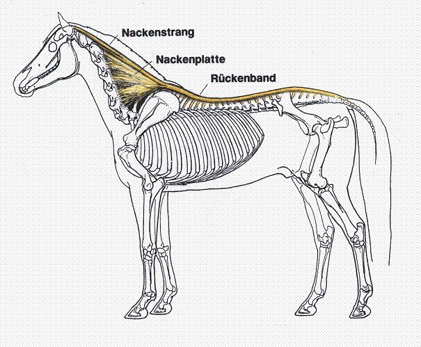 Ortoton Erfahrungen Pferd